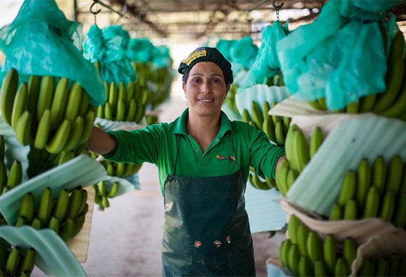 Travailleur de banane équitable