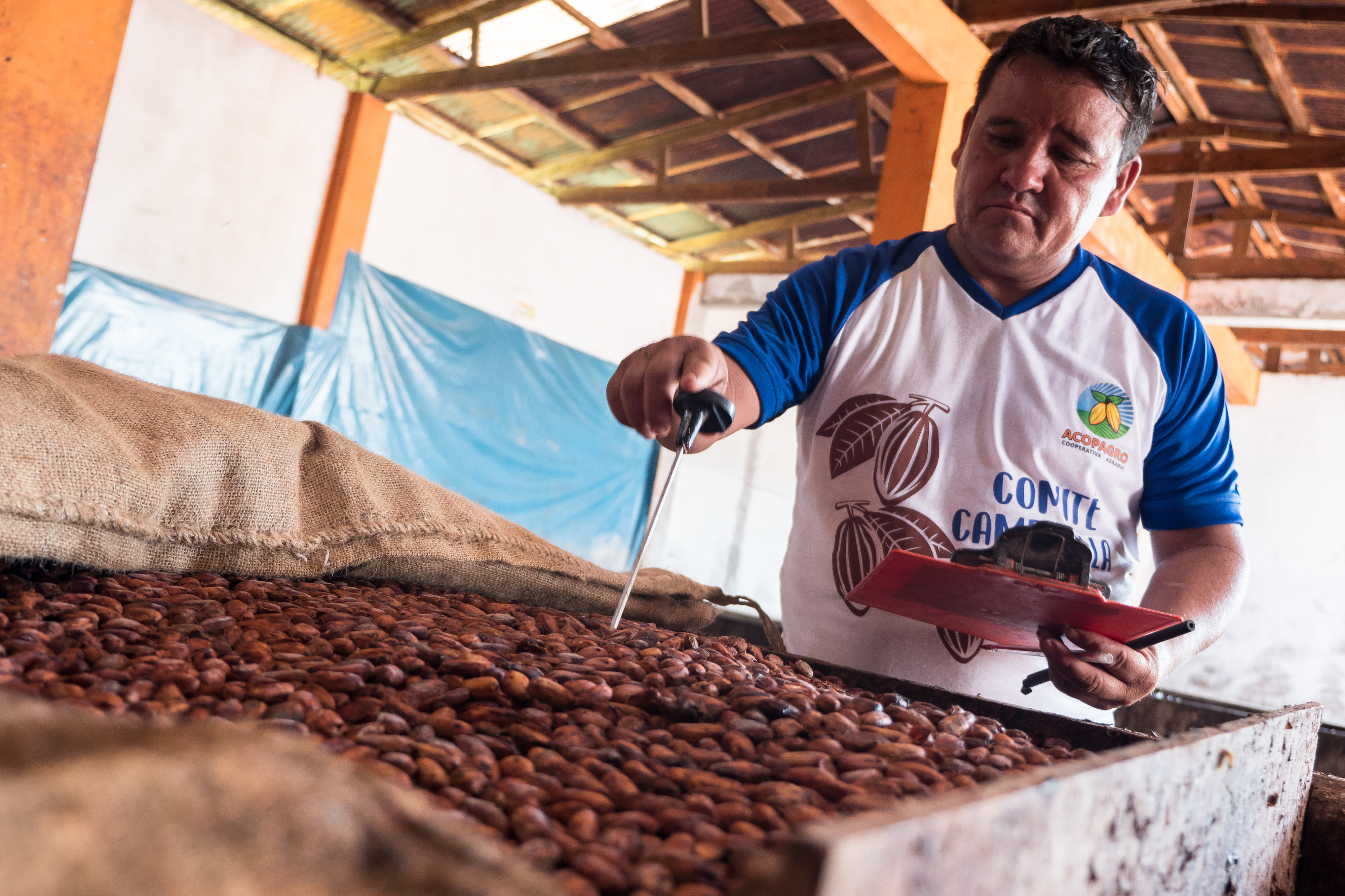 production de cacao