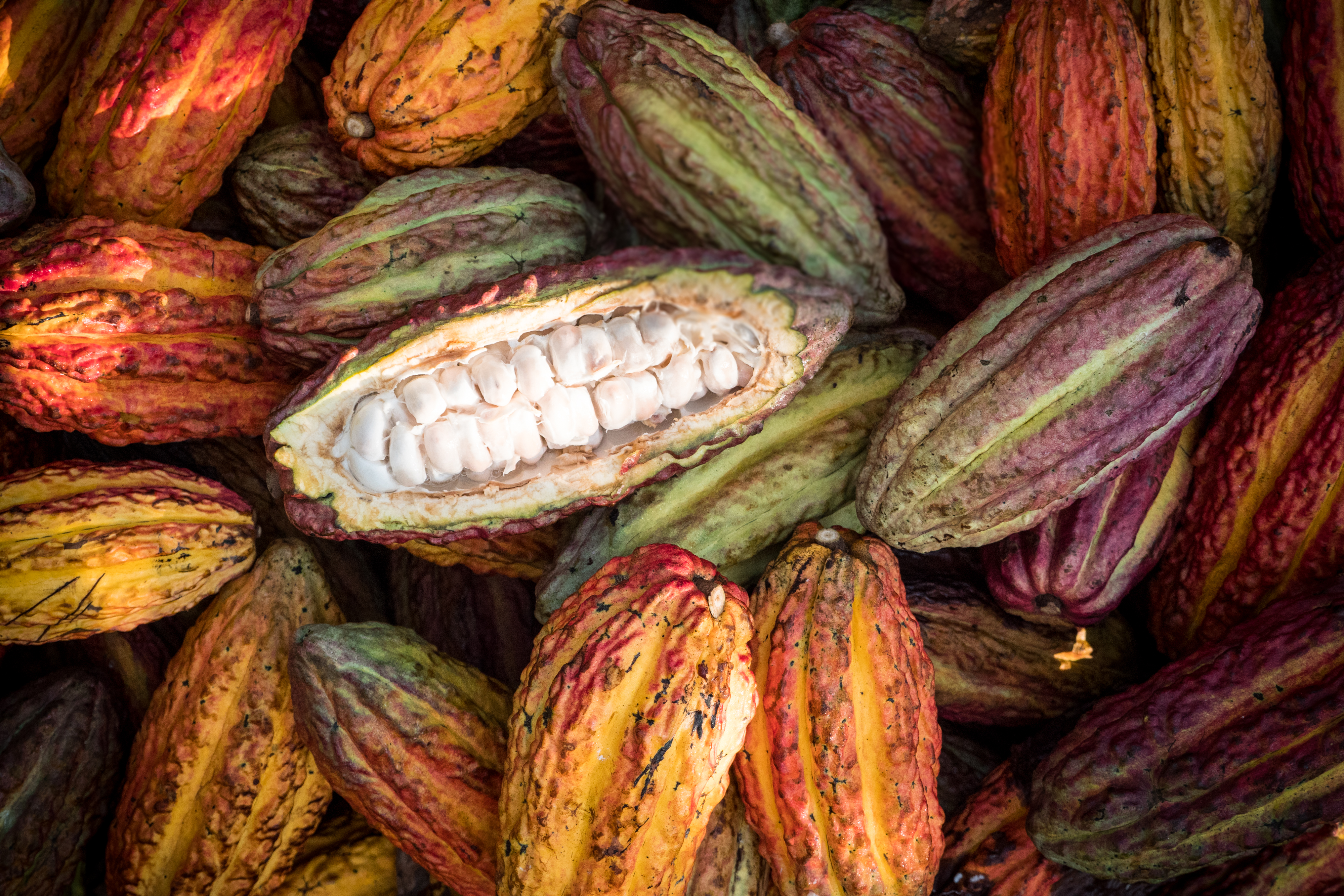 production de cacao