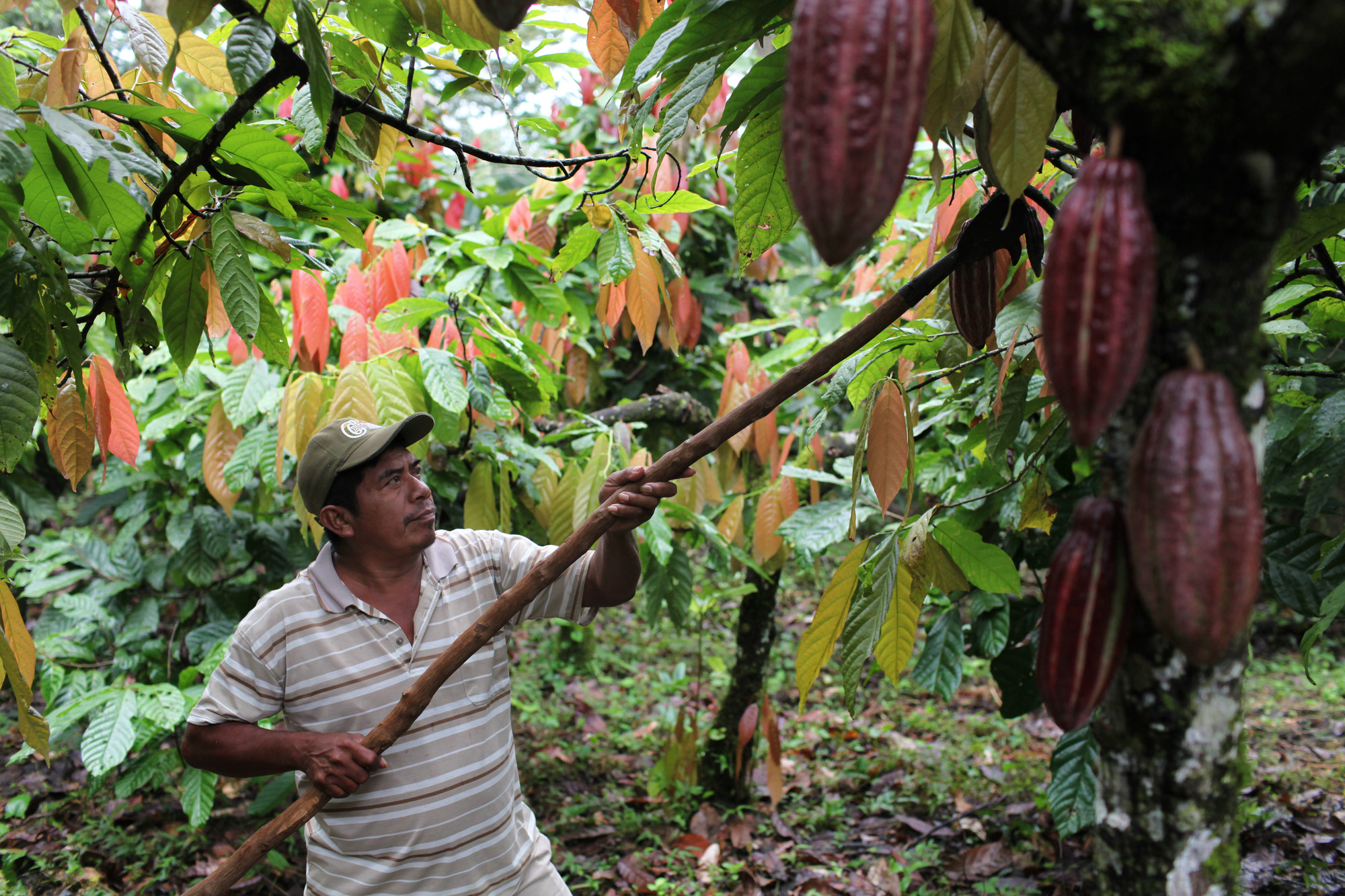 récolte des cabosses de cacao