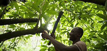 production de cacao