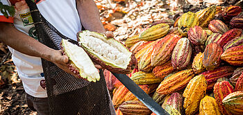 production de cacao