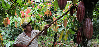 récolte des cabosses de cacao