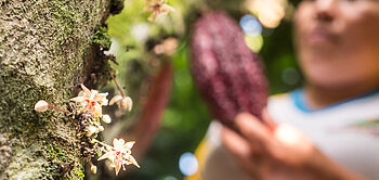 production de cacao