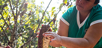 production de cacao