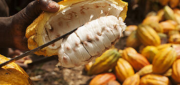 production de fèves de cacao