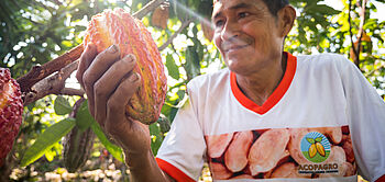 production de cacao