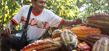 production de cacao