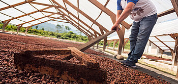 production de cacao