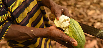 production de fèves de cacao