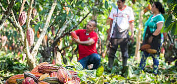 production de cacao