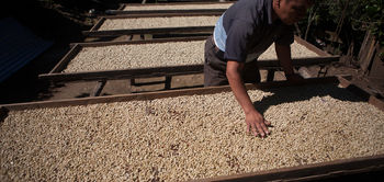 Séchage des grains de café