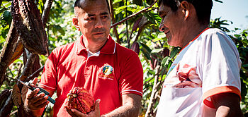 production de cacao