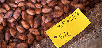 production de cacao