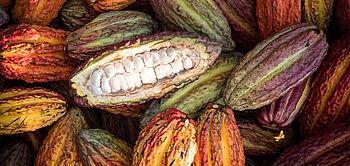 production de cacao