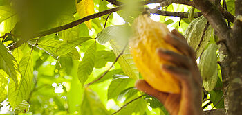 Récolte des cabosses de cacao