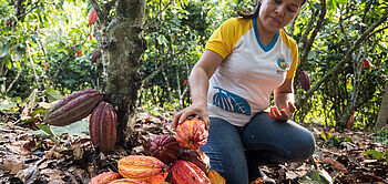 production de cacao