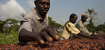 fèves de cacao