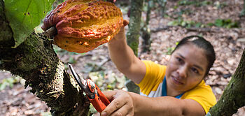 production de cacao