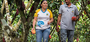 production de cacao