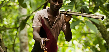 Récolte des cabosses de cacao