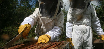 Entretien des ruches