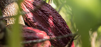 production de cacao