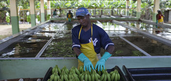production de bananes