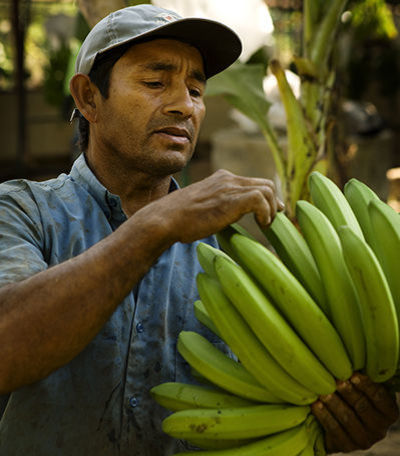 Salaire vital dans la filière banane