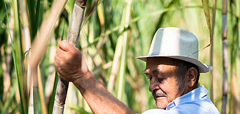 producteur de canne à sucre