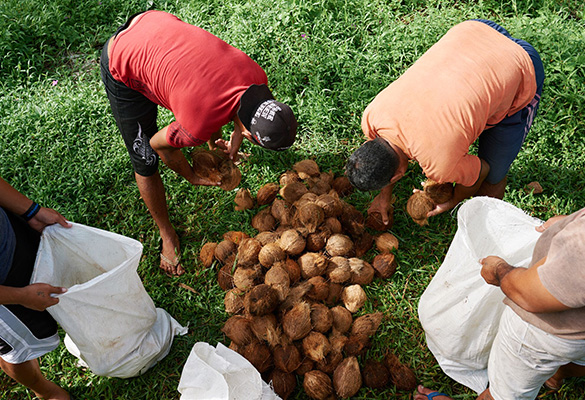 Coopératives de noix de coco équitables